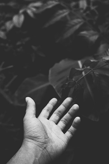 Plants, Leaves, Hand, Miscellanea, Miscellaneous, Palm, Bw, Chb HD phone wallpaper