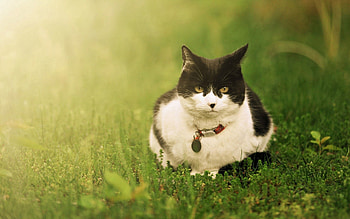 Animals, Grass, Cat, To Lie Down, Lie, Spotted, Spotty HD wallpaper