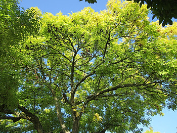 Ash tree, Environmental impact, Conservation efforts, Sustainable practices HD wallpaper