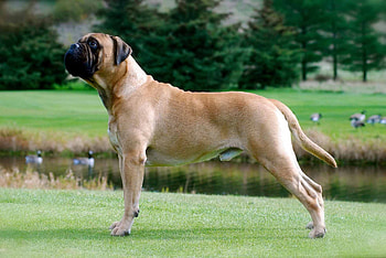 Bullmastiff for , , Majestic canines, Stunning presence HD wallpaper
