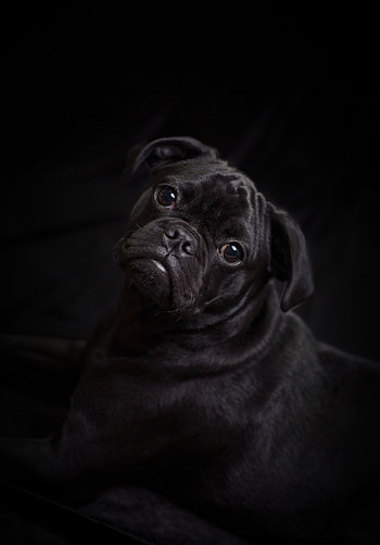 Animals, Dog, Pet, Nice, Sweetheart, Pug HD phone wallpaper