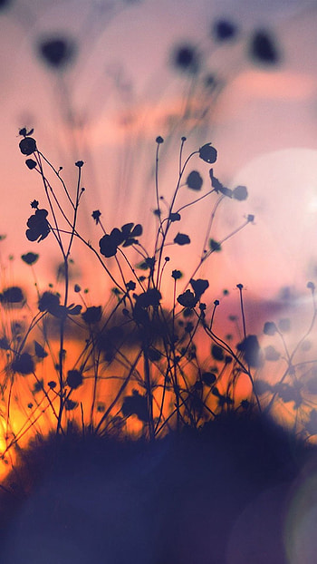 Unique, Flowers Background HD phone wallpaper