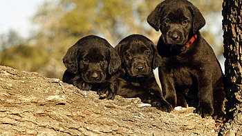 Black, Labrador Retriever HD wallpaper