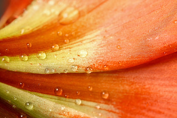 Drops, Flower, Macro, Petals, Dew HD wallpaper