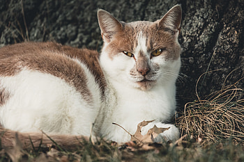 Animals, Cat, Lies, Spotted, Spotty HD wallpaper