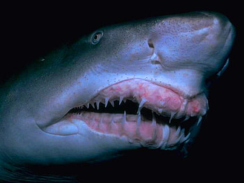 shark, oceans, animals HD wallpaper