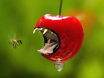 creative_apple, cool, creative-apple HD wallpaper