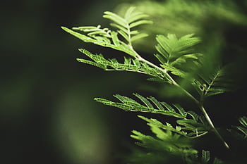 Detailed close-up of vibrant fern leaves, showcasing natural growth in lush greenery. HD wallpaper