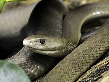 Captivating , High-res , Venomous predator, Aesthetic appeal HD wallpaper