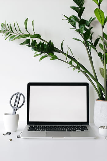 A minimalist workspace featuring a laptop and green houseplant for a fresh, clean look. HD phone wallpaper