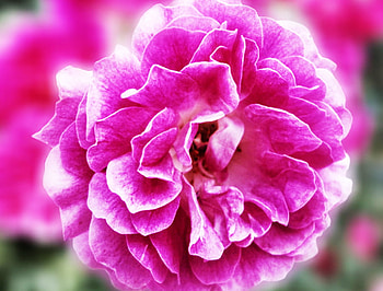 Pink flower, pink, nature, flowers, flower HD wallpaper