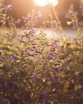 Nature, Flowers, Summer, Violet, Purple, Sunlight HD phone wallpaper