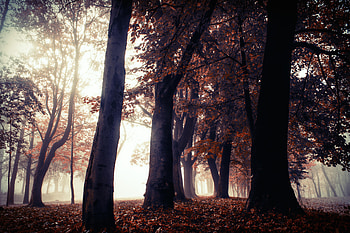 Autumn Trees Park Forest , autumn, trees, forest, nature HD wallpaper