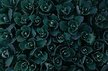 A vivid close-up of dark green succulent leaves forming a natural pattern. HD wallpaper