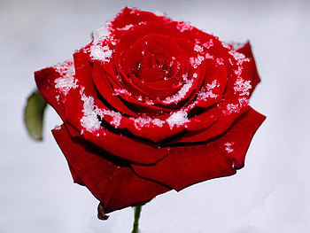 Winter kiss, winter, frozen, beautiful, nice, rose, pretty, flower, snow, red, nature, kiss, lovely HD wallpaper