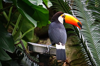 Close-up of a toco toucan perched amidst lush green foliage, showcasing its vibrant orange bill. HD wallpaper
