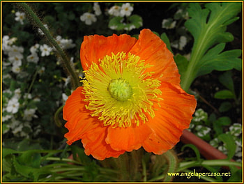 papavero, poppy, sole, sun, macro HD wallpaper