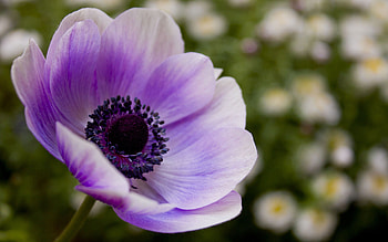 Lilac, Flower, Macro, Petals HD wallpaper