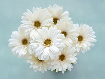 Plants, Flowers HD wallpaper
