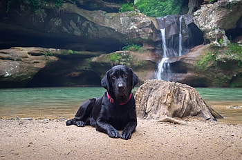 Animals, Sand, Waterfall, Lie, To Lie Down, Dog, Labrador HD wallpaper