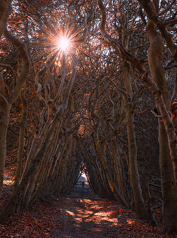 Nature, Autumn, Forest, Branches, Arch HD phone wallpaper