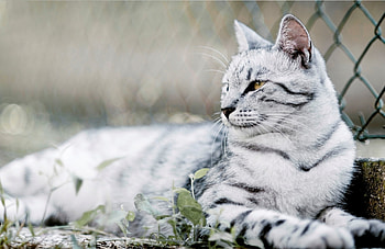 Animals, Cat, To Lie Down, Lie, Grid, Striped, Grey, Fence HD wallpaper
