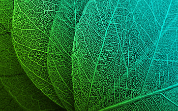 Leaf macro HD wallpaper