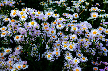 Flowers, Flower Bed, Flowerbed, Lot, Asters HD wallpaper
