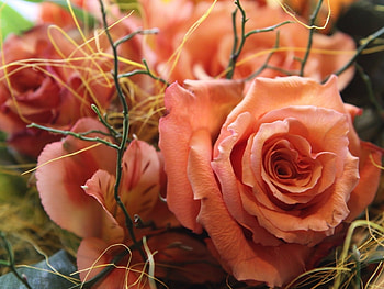 Plants, Flowers, Roses HD wallpaper
