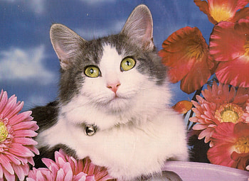A beautiful cat, clouds, cat, sky, flowers HD wallpaper