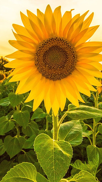 Sunflower, Adorable, Flower HD phone wallpaper