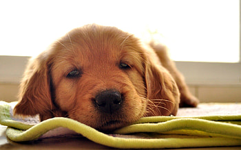Animals, To Lie Down, Lie, Dog, Muzzle, Brown, Sleep, Dream HD wallpaper