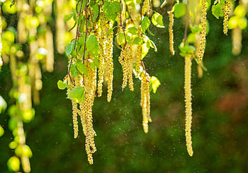 Pollen season, Outdoor benefits, Allergic people, Birch pollen HD wallpaper