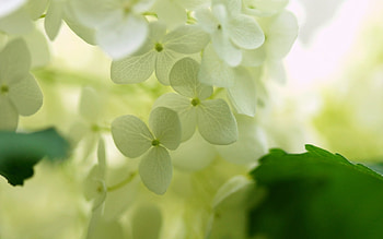 Plants, Flowers, Leaves HD wallpaper
