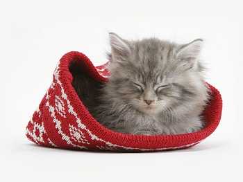 Animals, Fluffy, Kitty, Kitten, Cap, Sleep, Dream HD wallpaper