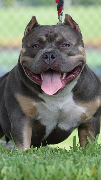 American Bully, XL Bully, dog breeds HD phone wallpaper