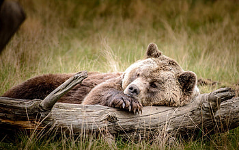 Animals, Brown, Bear, Relaxation, Rest, Log HD wallpaper