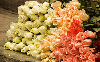 Plants, Flowers, Roses HD wallpaper
