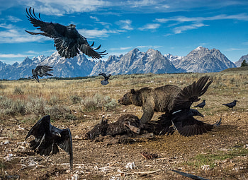 Wildlife Grand Tetons, raven, birds, bear, landscape, mountains HD wallpaper
