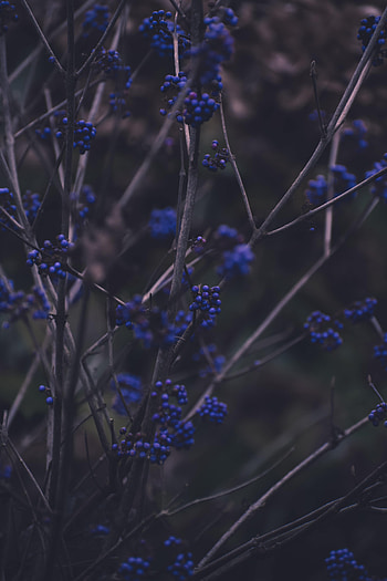 Nature, Berries, Plant, Branches HD phone wallpaper