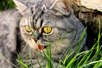 Animals, Grass, Cat, Muzzle, Sight, Opinion HD wallpaper