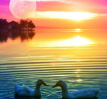 Sweet Duck Couple, sweet, beauty of nature, creative pre-made, summer, ducks, love four seasons, lakes, animals, nature, lovely, moons HD wallpaper