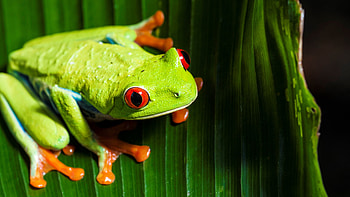 Frog backgrounds, collection, Animal species, Nature-themed HD wallpaper