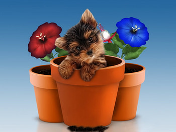 Before hidding, animal, dog, puppy, colors, flowers, hidding HD wallpaper