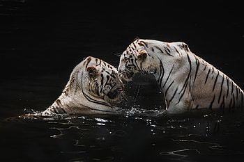Animals, Water, Tigers, Big Cats, White Tigers HD wallpaper