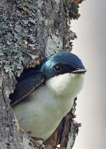 Swallow, Springtime sightings, Welcoming season, Flight of the swallows HD phone wallpaper