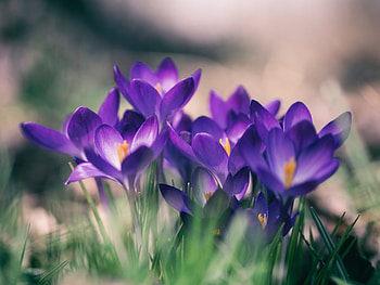 Violet crocus, flowers, close up, bloom HD wallpaper