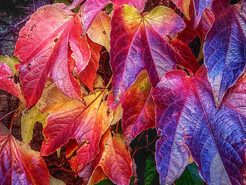 Maple leaf, Nature's beauty, Vibrant colors, Natural texture HD wallpaper