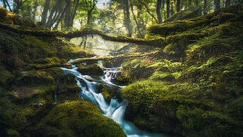 Little falls in Dartmoor, UK, forest, river, trees, cascades, rocks, stones HD wallpaper