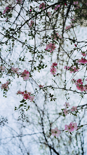 Flowers, Bush, Flower, Branches, Bloom, Flowering HD phone wallpaper